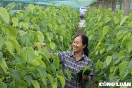 Nông dân “đếm lá, thu tiền” từ cây trầu không