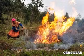 Lào Cai cảnh báo nguy cơ cháy rừng sau Tết 