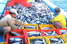 Phó Thủ tướng Trần Lưu Quang: Phấn đấu đến tháng 10/2023 gỡ cảnh báo "Thẻ vàng" IUU