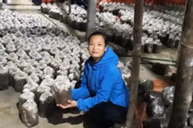 Nhiều giải pháp tạo sinh kế bền vững cho vùng đồng bào dân tộc thiểu số Bắc Kạn