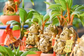 Dừa bonsai hình mèo phát tài lạ mắt hút khách dịp Tết Quý Mão 2023