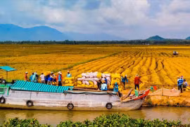 Nông nghiệp Đồng bằng sông Cửu Long: Gỡ “vòng kim cô” để “cất cánh”