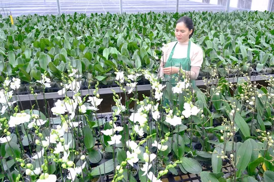 Hội Nông dân Hà Nội chung sức xây dựng nông thôn mới
