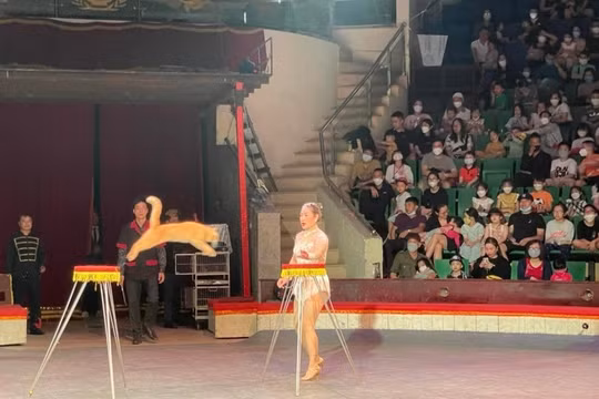 Liên đoàn Xiếc Việt Nam triển khai bán vé điện tử, thanh toán trực tuyến