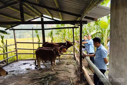 Phong Dụ Thượng hỗ trợ sinh kế cho 37 hộ nghèo