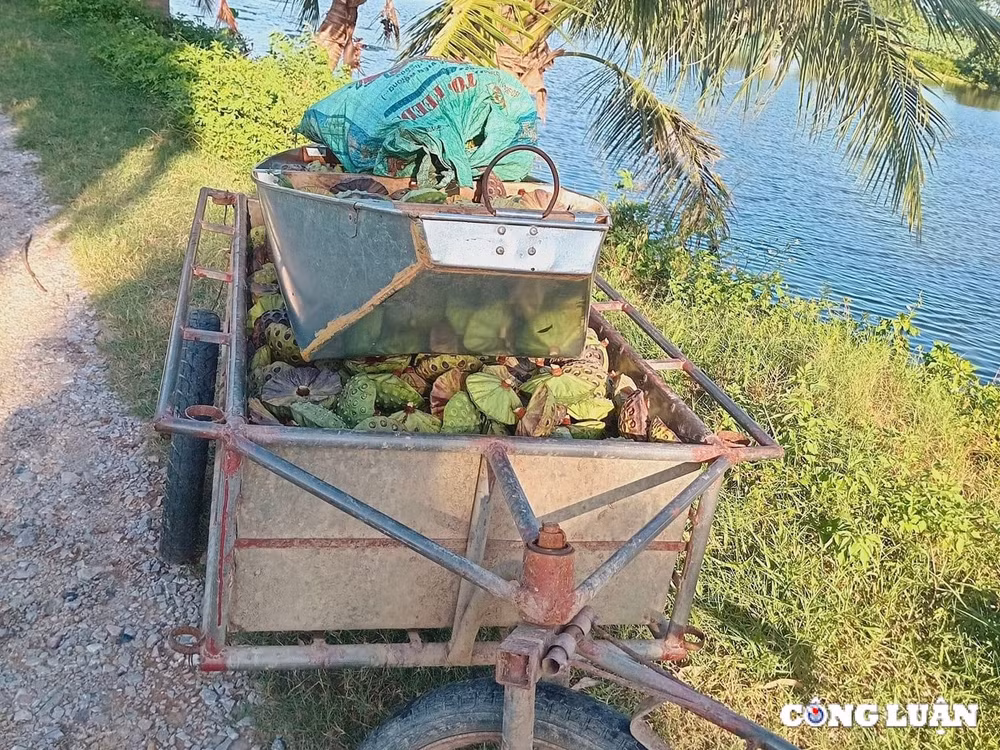 nguoi dan thanh hoa kiem bac trieu ngay nho thu hoach dai sen hinh 3