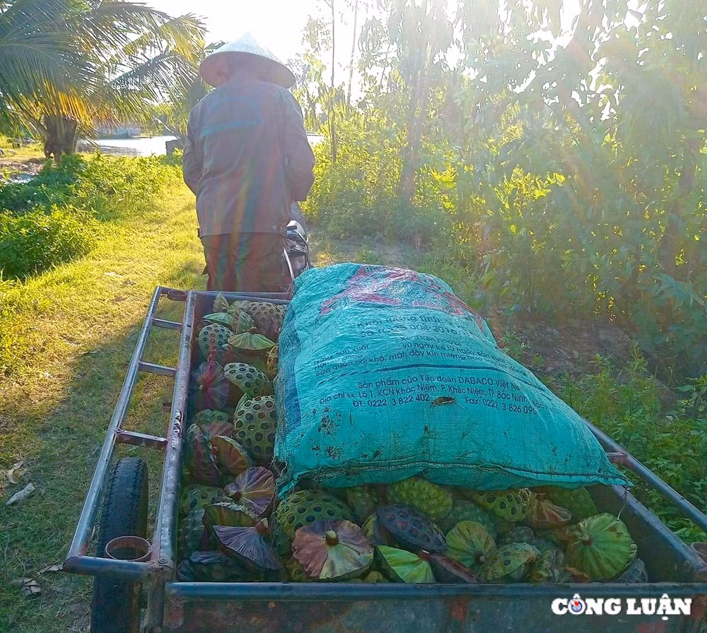 nguoi dan thanh hoa kiem bac trieu ngay nho thu hoach dai sen hinh 2