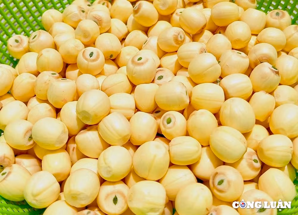 nguoi dan thanh hoa kiem bac trieu ngay nho thu hoach dai sen hinh 9
