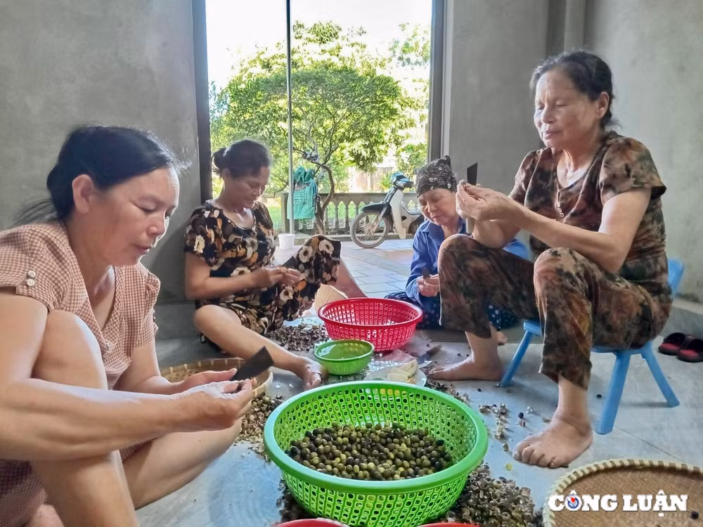 nguoi dan thanh hoa kiem bac trieu ngay nho thu hoach dai sen hinh 6