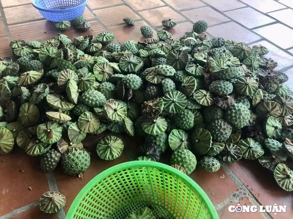 nguoi dan thanh hoa kiem bac trieu ngay nho thu hoach dai sen hinh 7