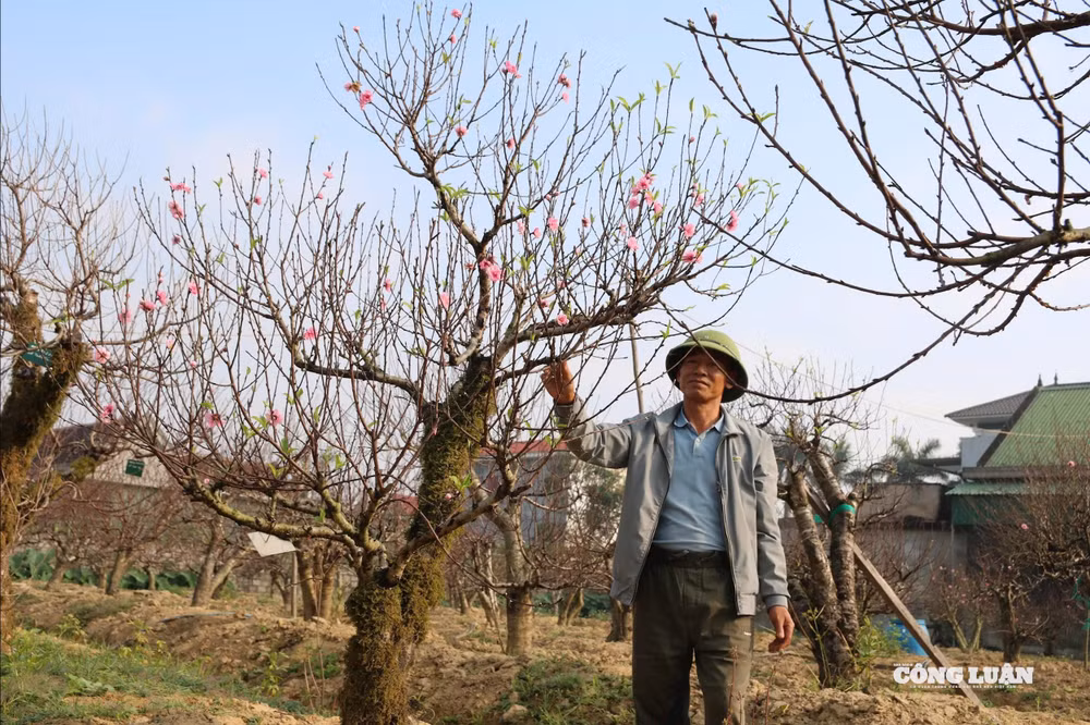Nhờ có kinh nghiệm tích luỹ lâu năm, anh Hoàn đã nhận chăm sóc và cho thuê đào thế cổ thụ để chơi Tết