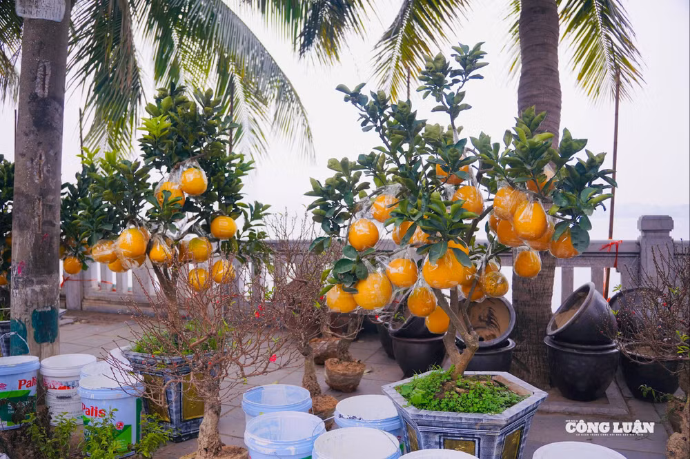 Ảnh 4 (1)