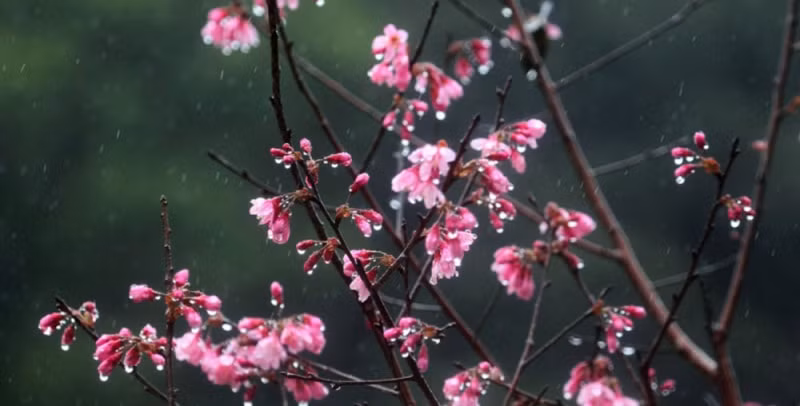 mua_xuan_16255529122023-1709177040870.jpg