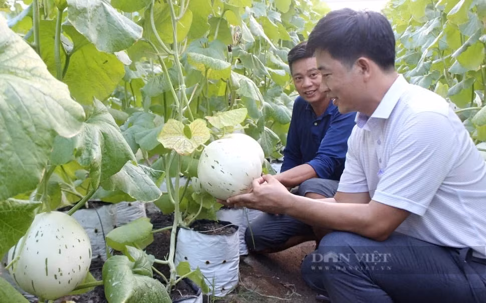 HTX Nông nghiệp công nghệ cao Kim Long, TP.HCM được bình chọn là 1 trong 63 hợp tác xã tiêu biểu toàn quốc năm 2023, do Trung ương Hội Nông dân Việt Nam xét chọn. Ảnh: Nguyên Vỹ