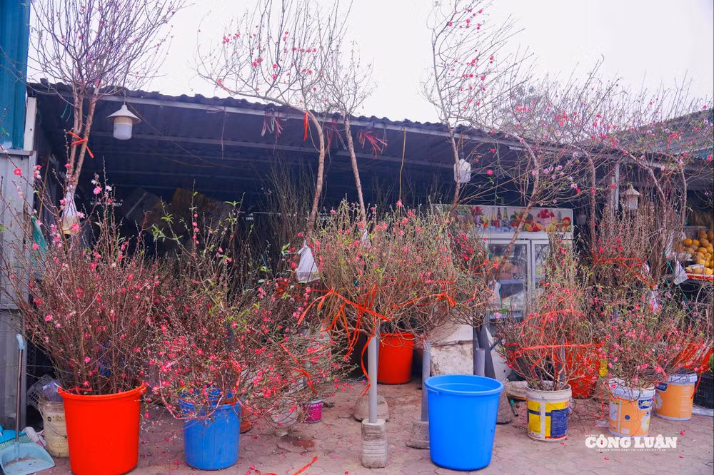 Ảnh 3 (1)