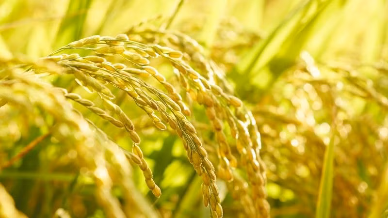 Giá lúa gạo hôm nay 31/1/2023: Ổn định không thay đổi