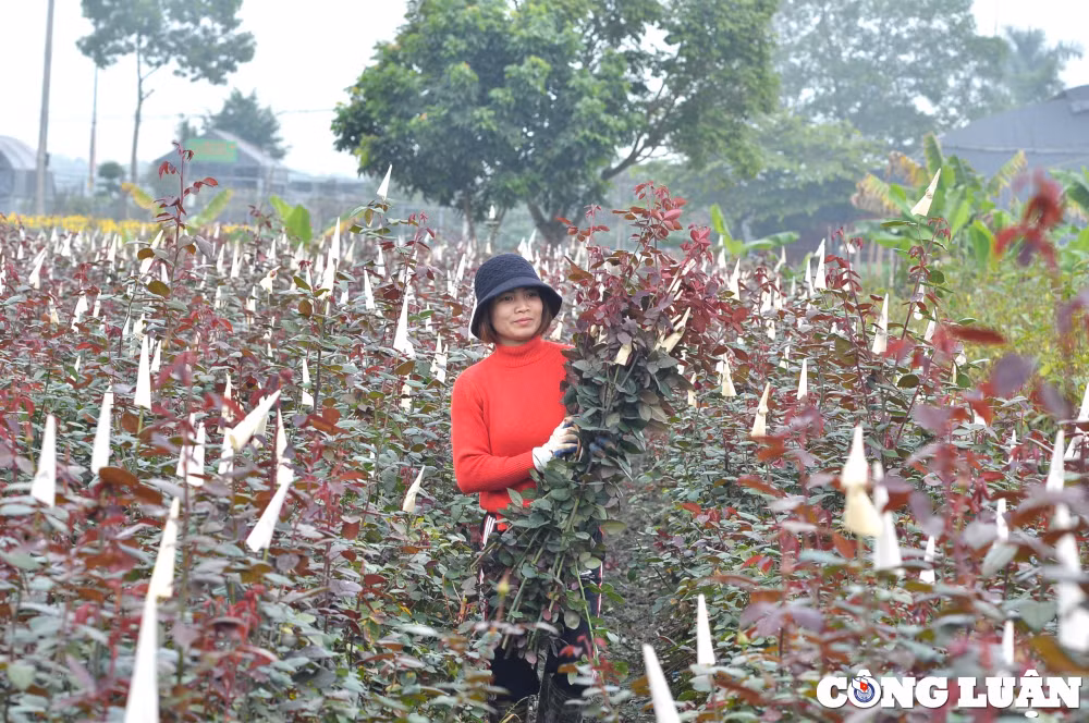 nguoi dan trong hoa me linh tat bat thu hoach truoc ngay 8 3 hinh 6