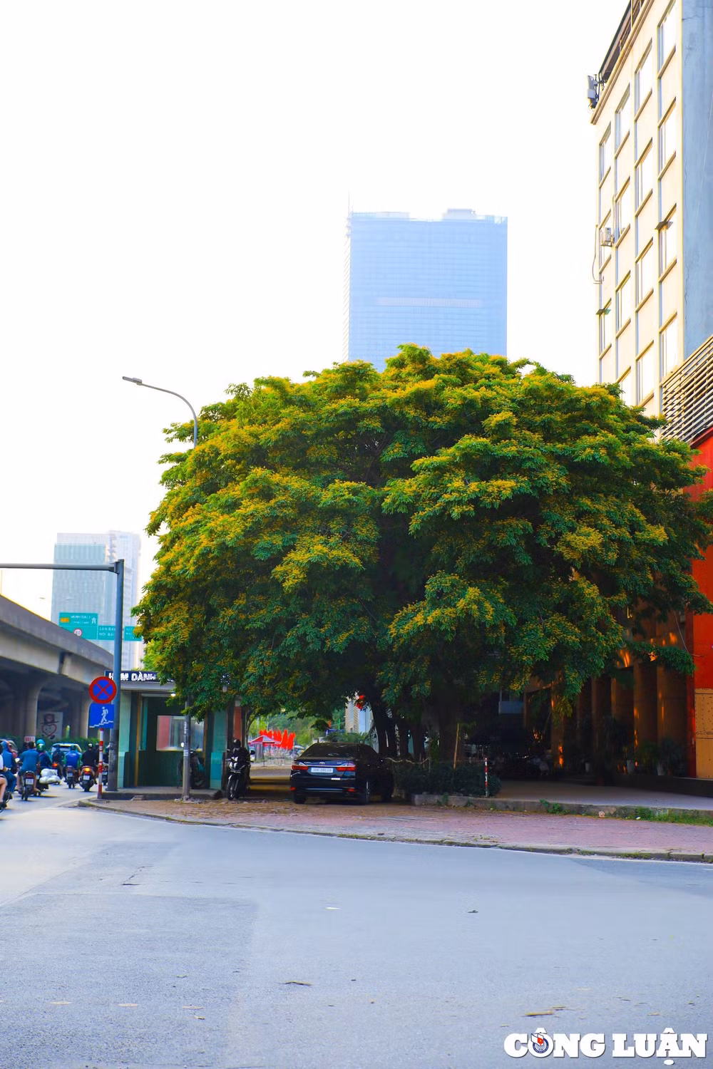 hoa giang huong dua nhau khoe sac giua troi ha noi hinh 5