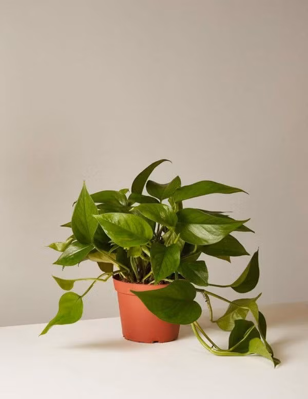 trầu bà