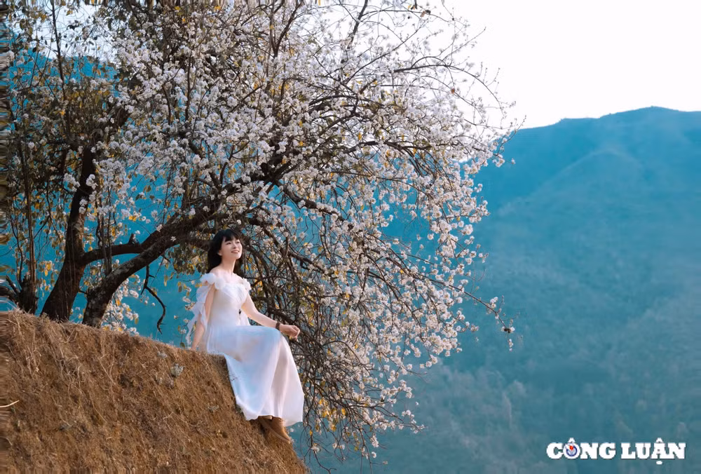 hoa son tra khoe sac trang tinh khoi giua vung cao tay bac hinh 2