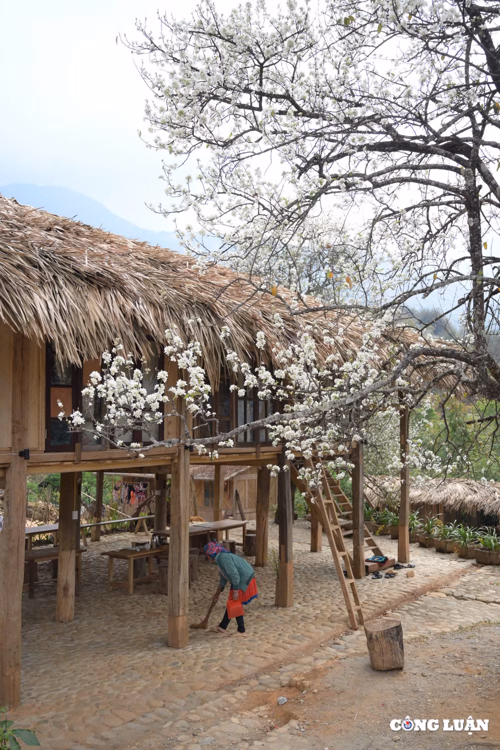 hoa son tra khoe sac trang tinh khoi giua vung cao tay bac hinh 8