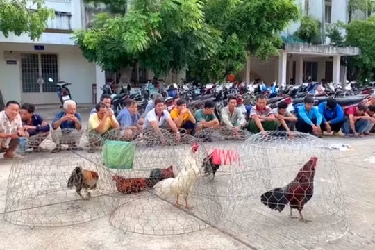 Tạm giữ 28 đối tượng đá gà ăn tiền ở An Giang