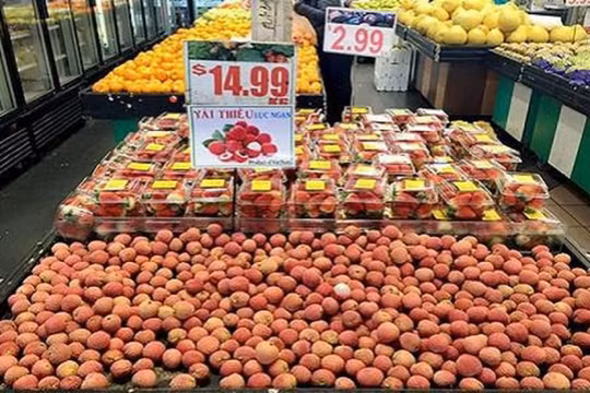 Mở cánh cửa cuối cùng đưa vải tươi xuất ngoại sang Nhật