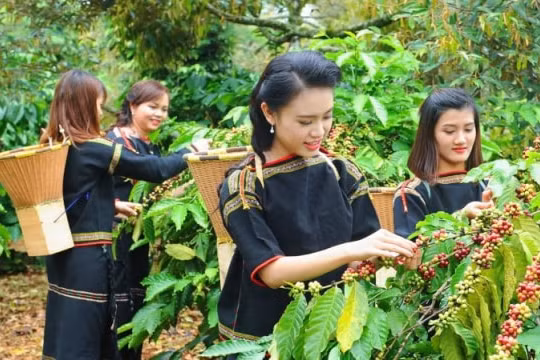 Thị trường nông sản hôm nay 26/4: Cà phê, tiêu đứng giá trong ngày cuối tuần
