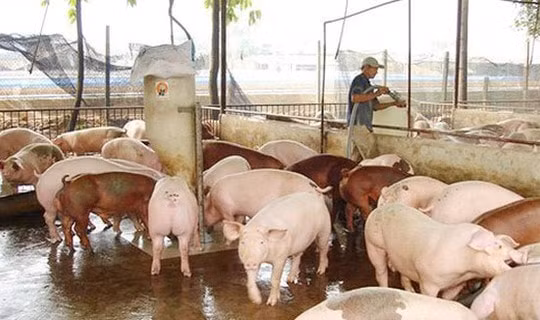 Giá heo hơi hôm nay (13/8): Tiếp tục đà giảm, một số địa phương về dưới mốc 80.000 đồng