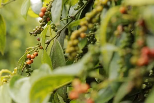 Giá cà phê hôm nay 2/8 tăng nhẹ, hồ tiêu đi ngang phiên cuối tuần