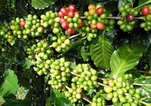 Giá cà phê hôm nay (6/10): Tiếp tục lao dốc theo đà thế giới
