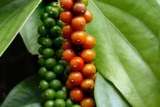 Giá hồ tiêu hôm nay (6/10): Tăng nhẹ ở vùng trọng điểm