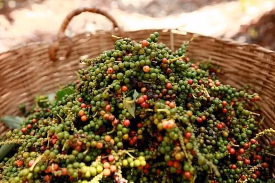Giá tiêu hôm nay 10/10: Tăng cao trở lại sau nhiều phiên mất giá