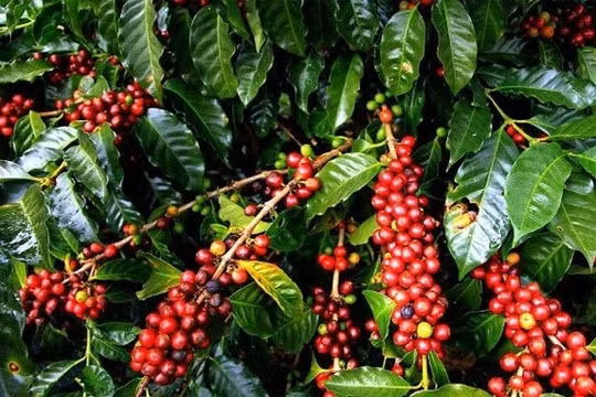 Giá cà phê hôm nay 30/12: Tăng nhẹ theo giá thế giới
