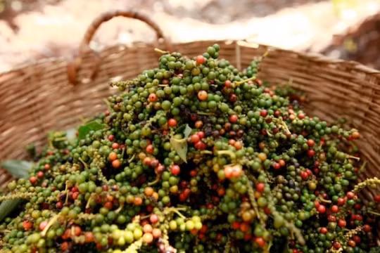 Giá hồ tiêu hôm nay 5/12: Cao nhất trong nước ở mức 58.000 đồng/kg, giá thế giới tăng nhẹ