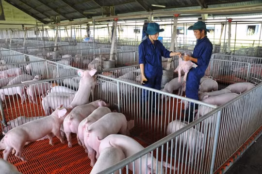 Giá heo hơi hôm nay (30/4): Tiếp tục đà giảm, miền Bắc vẫn ở mức 93.000 đồng/ kg
