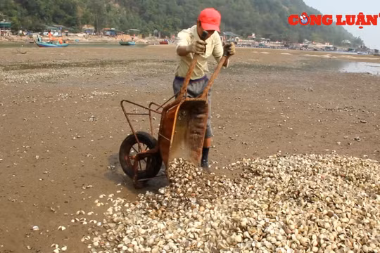Nghệ An: Ngao chết trắng bãi nuôi, nhiều ngư dân trắng tay