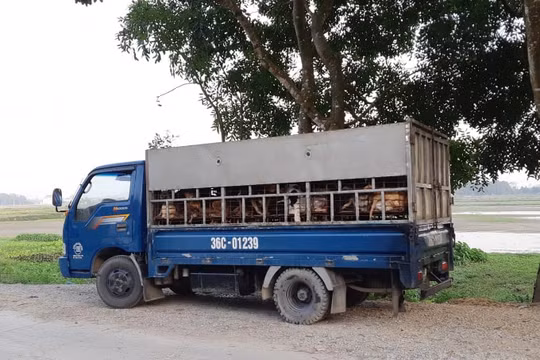 Khi buôn chó trở thành "nghề"