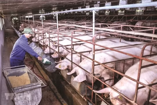Giá heo hơi hôm nay, 3/6: Miền Bắc đảo chiều tăng trở lại
