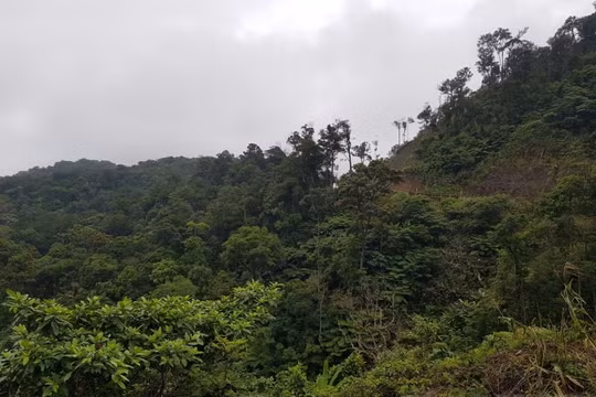 Đắk Nông: Nhiều đơn vị kê khống diện tích rừng để hưởng lợi, yêu cầu thu hồi hơn 13 tỷ đồng