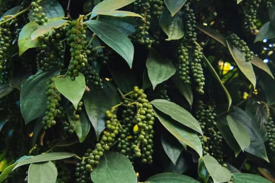 Giá cà phê hôm nay 30/7 đồng loạt tăng 200 đồng/kg, hồ tiêu đi ngang