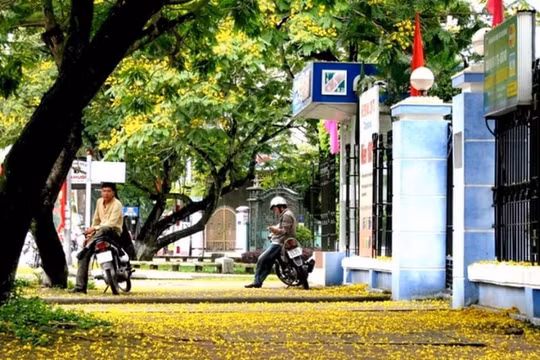 Huế dịu dàng trong sắc vàng hoa hoàng điệp