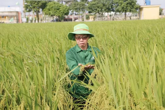 Người anh hùng đam mê với giống lúa