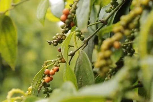 Giá hồ tiêu hôm nay (23/8): Bật tăng lên mức cao nhất 50.000/kg