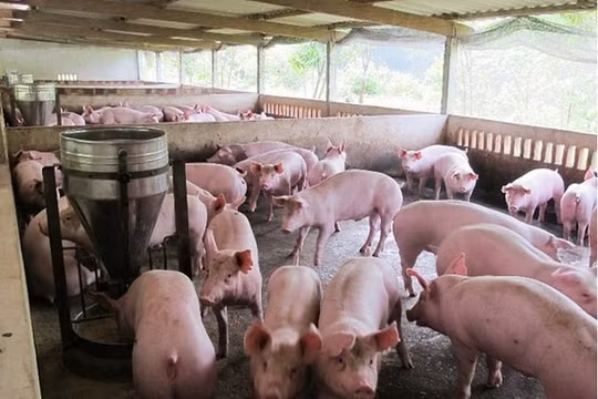 Giá heo hơi hôm nay (23/8): Miền Bắc ổn định, miền Nam tăng giá mạnh