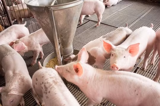 Giá heo hơi hôm nay (25/4): Một số địa phương bắt đầu giảm nhưng vẫn ở mức cao