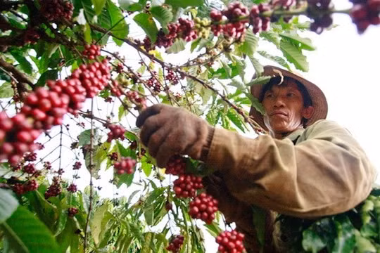 Thị trường giá nông sản hôm nay 25/4: Hồ tiêu có xu hướng tăng, cà phê tạm thoát đáy