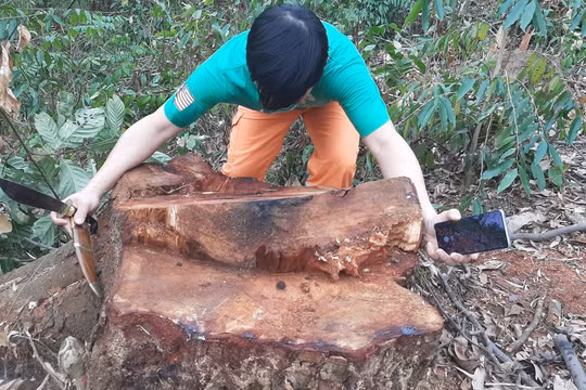 Thanh Hoá: Rừng Lim "chảy máu" và bản báo cáo "bất thường" của Kiểm lâm huyện Bá Thước?