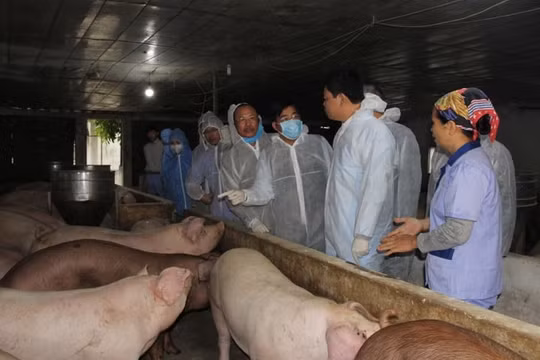 Giá heo hơi hôm nay (18/4): Tăng liên tục, đạt đỉnh mới 92.000 đồng/kg