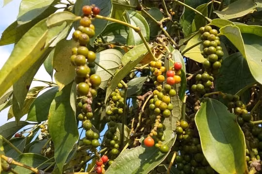 Giá cà phê hôm nay (9/5): Giá cà phê đi ngang, hồ tiêu đứng giá